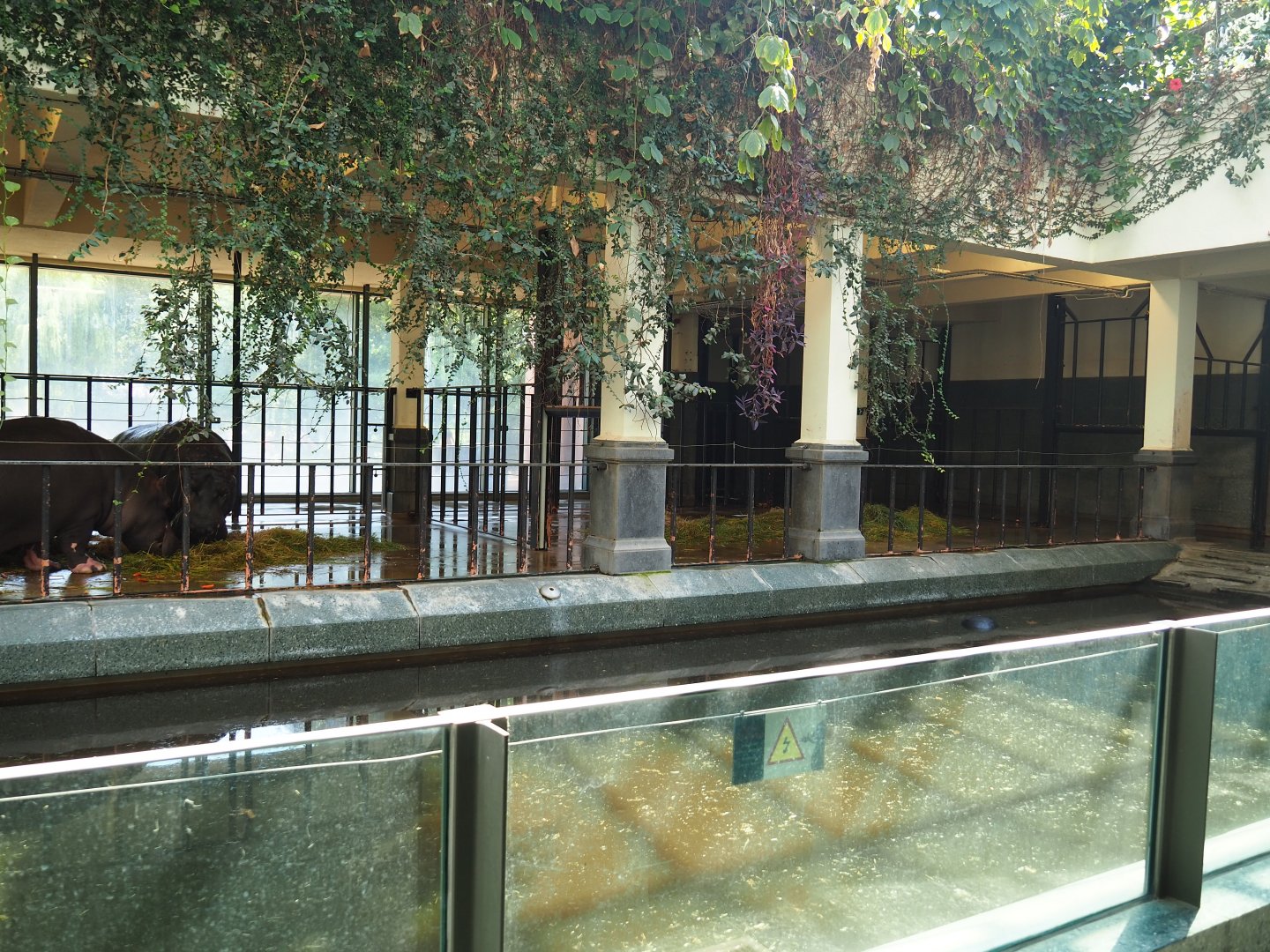 HIppopotamus indoor housing - Main stable, 2019