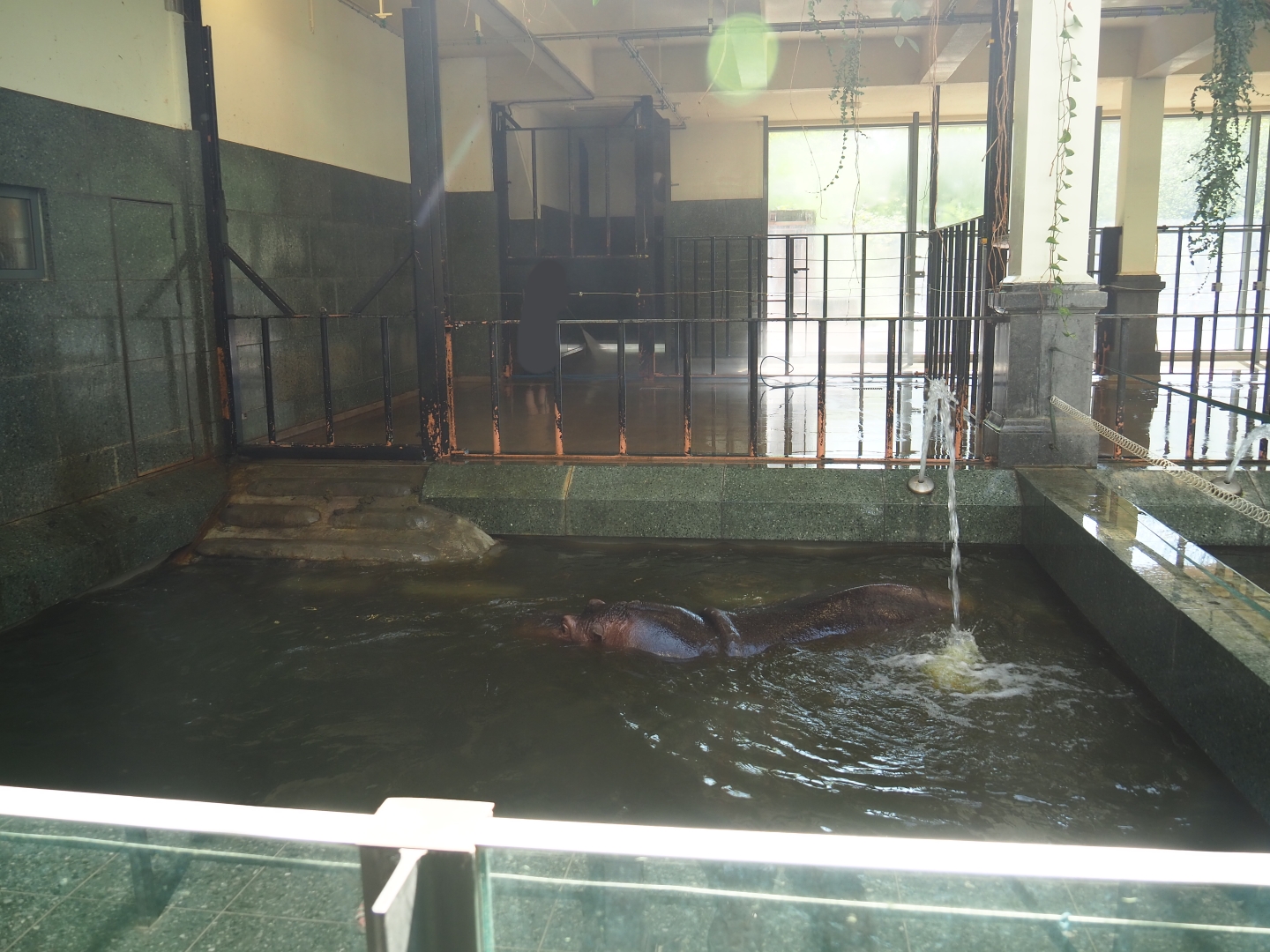 HIppopotamus indoor housing - Separation stable, 2019