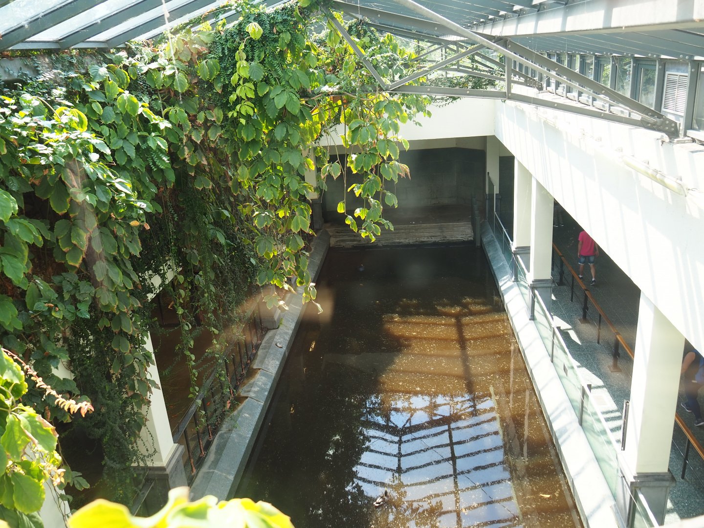 Hippopotamus indoor housing - View from above, 2019