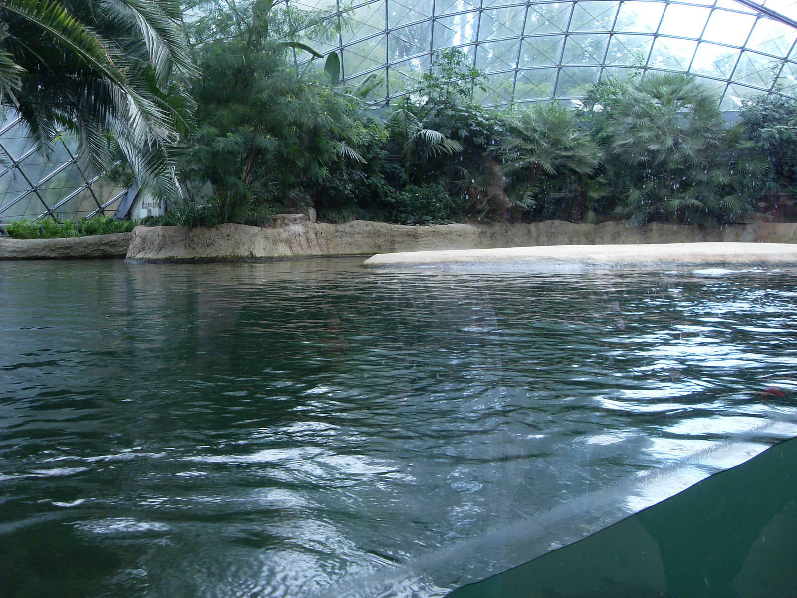hippopotamus indoor viewing 030910
