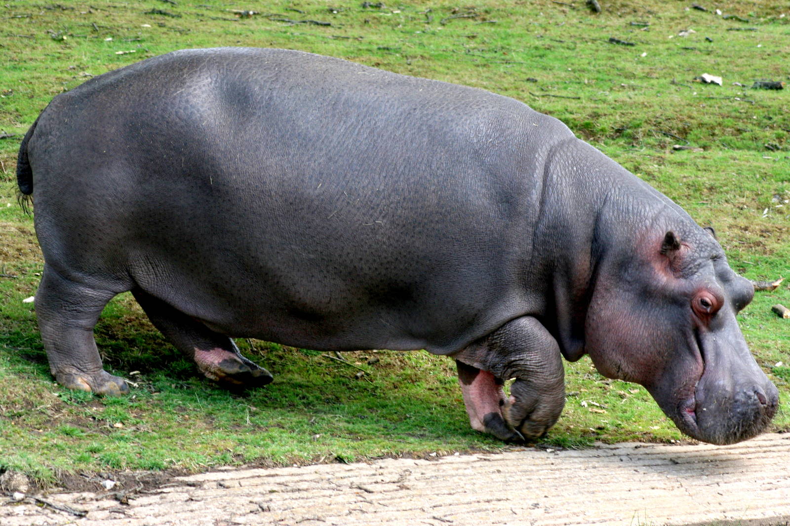 Hippopotamus 'Lola'; Whipsnade; 25th July 2015