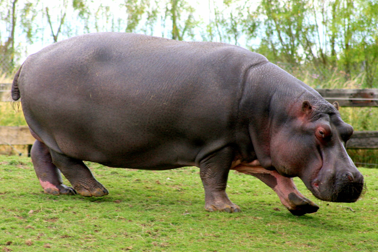 Hippopotamus 'Lola'; Whipsnade; 25th July 2015