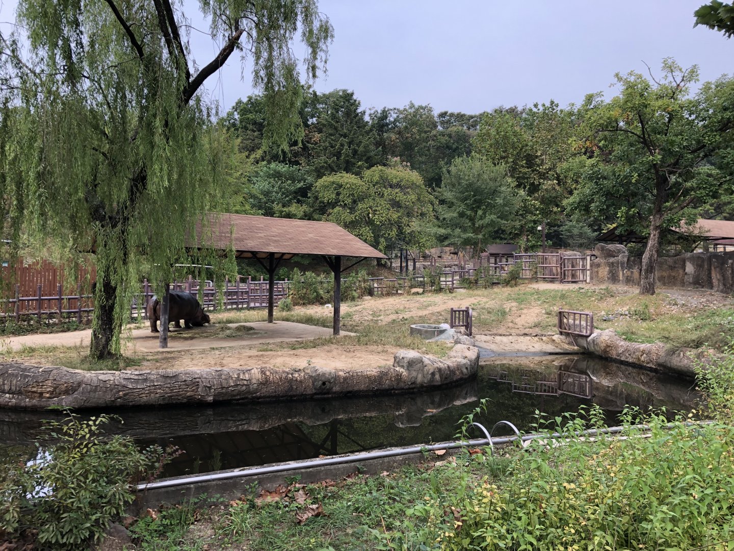 Hippopotamus (Male) Exhibit