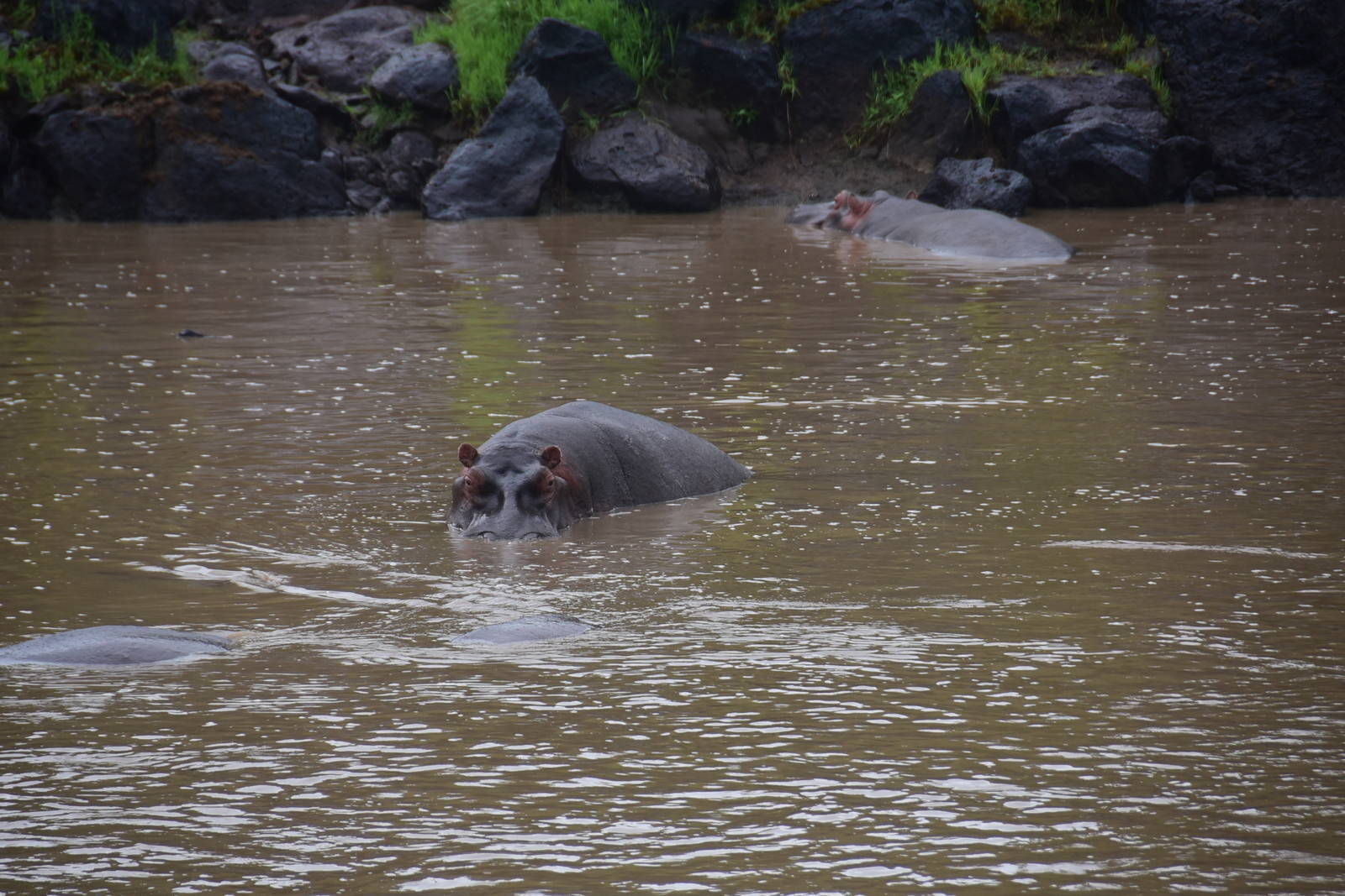 Hippopotamus - Masai Mara