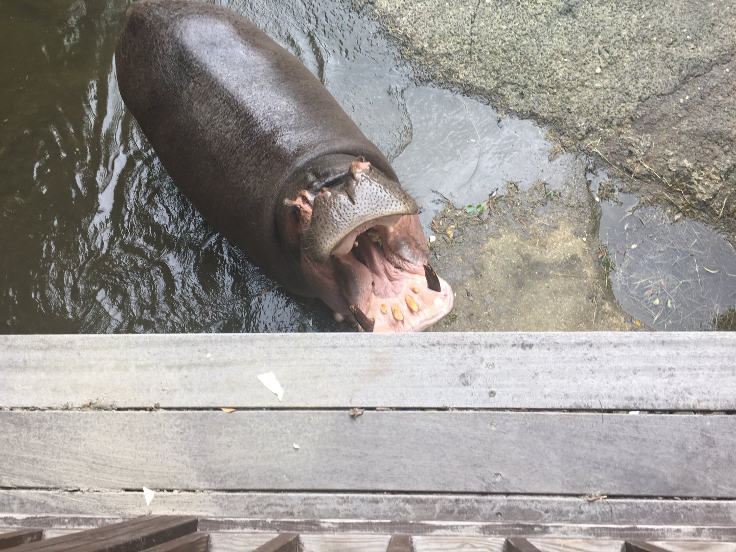Hippopotamus- Nagasaki Bio Park