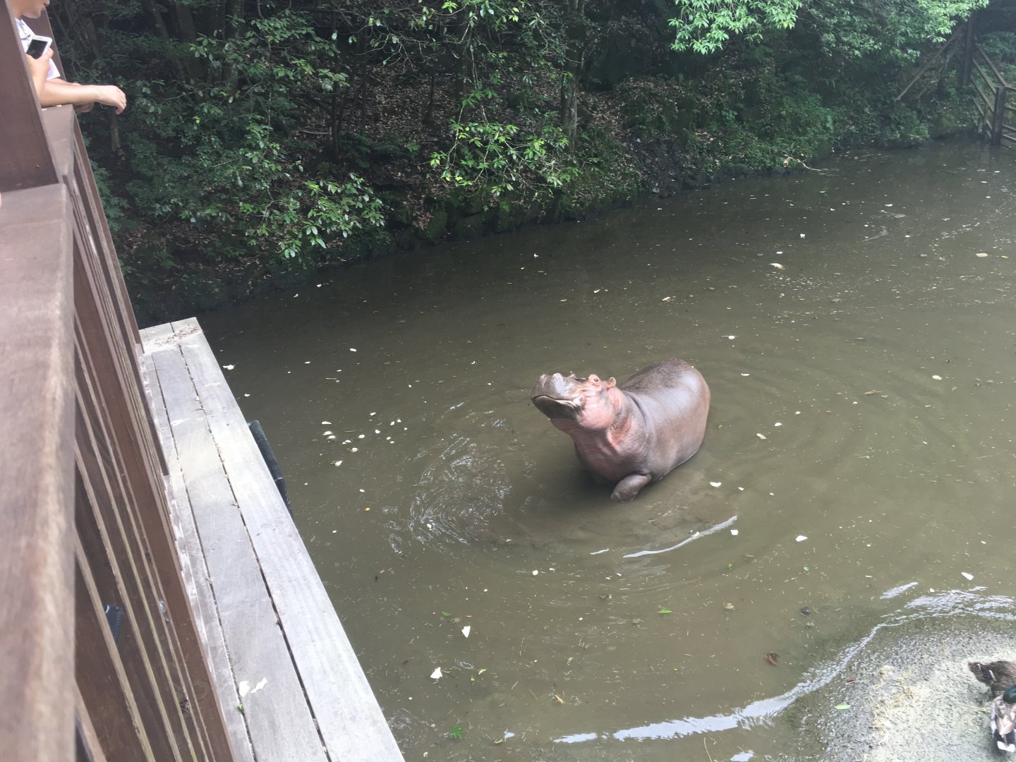 Hippopotamus - Nagasaki Bio Park