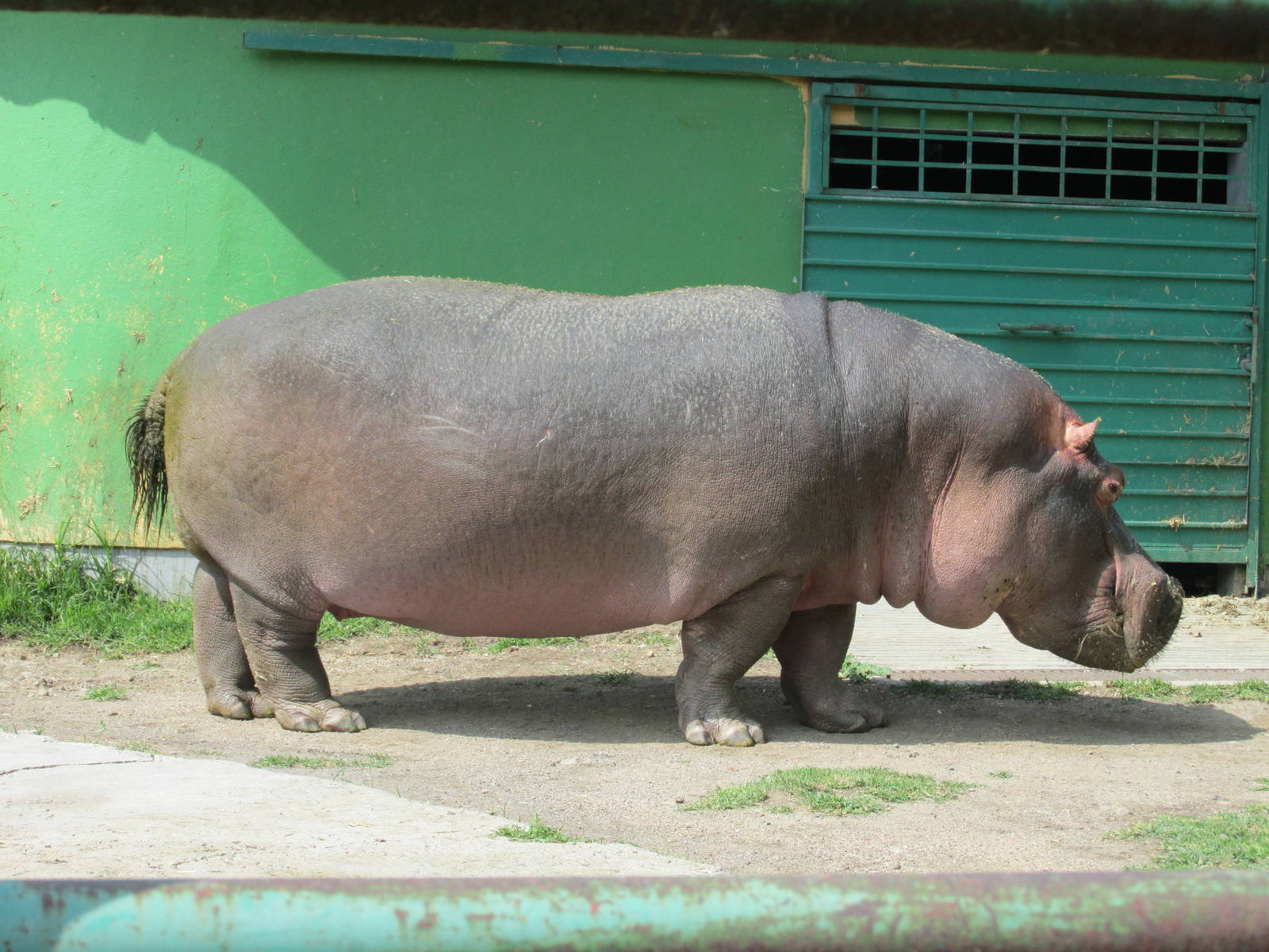 hippopotamus neza zoo