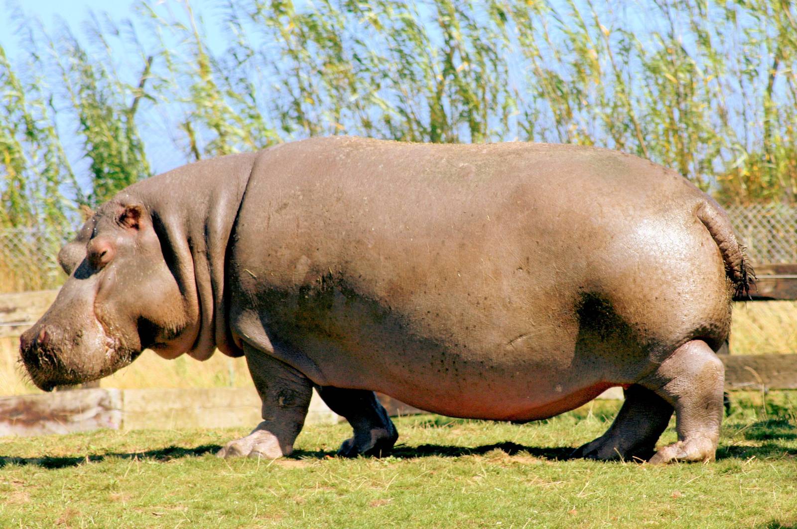 Hippopotamus (Nigna); Whipsnade; 23rd August 2016