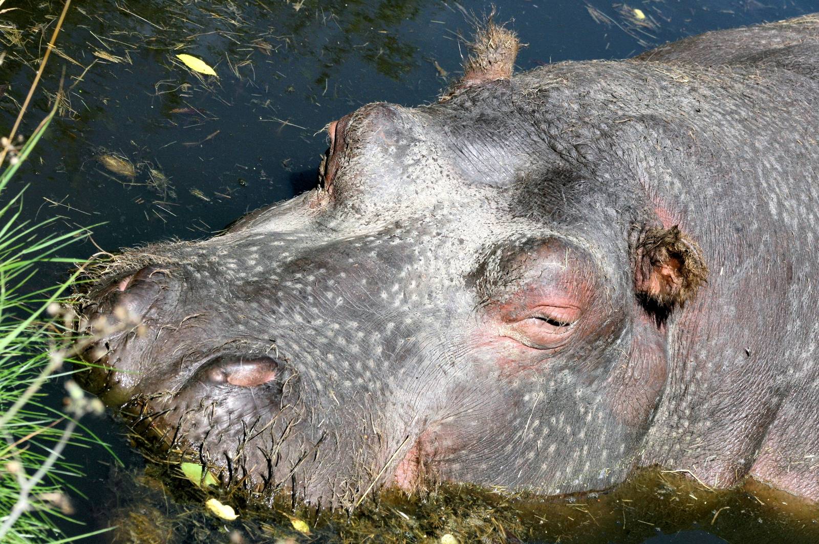 Hippopotamus (Nigna); Whipsnade; 23rd August 2016