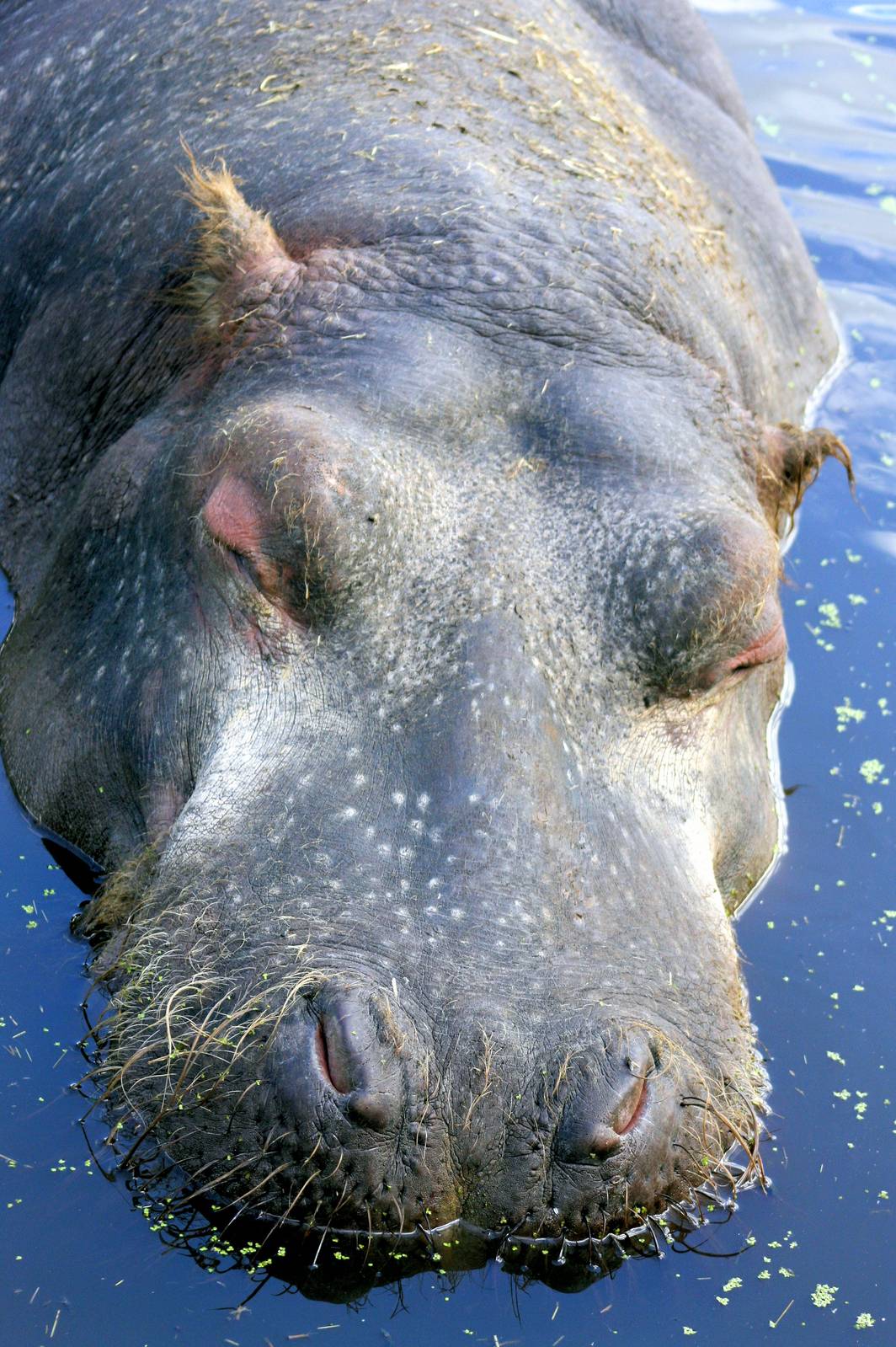 Hippopotamus 'Nigna'; Whipsnade; 7th September 2013