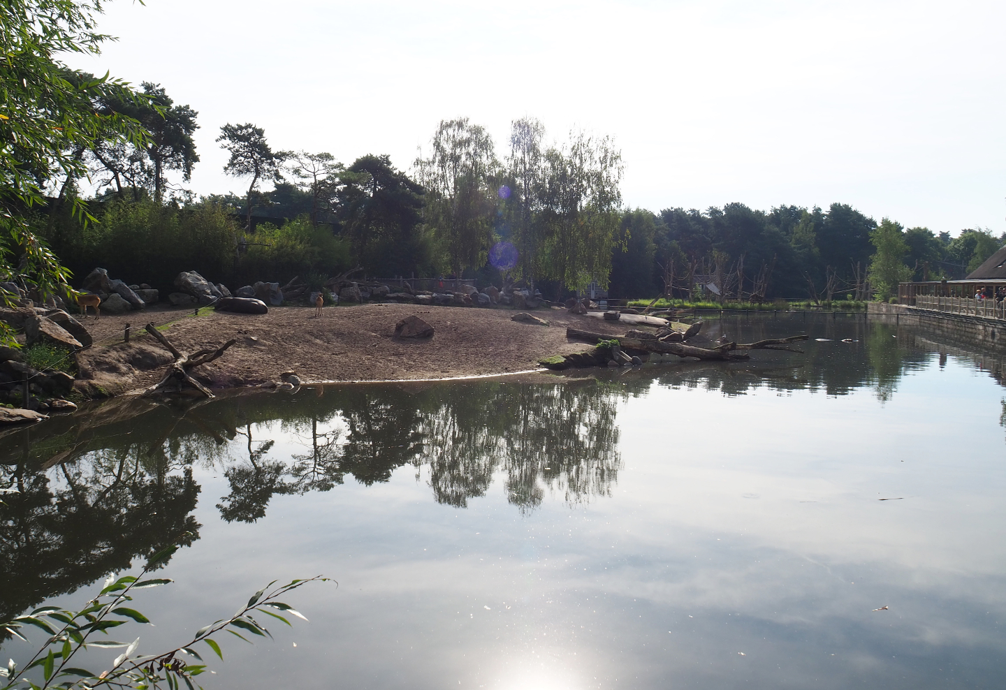 Hippopotamus, Nile lechwe and marabou exhibit, 2019-09-15