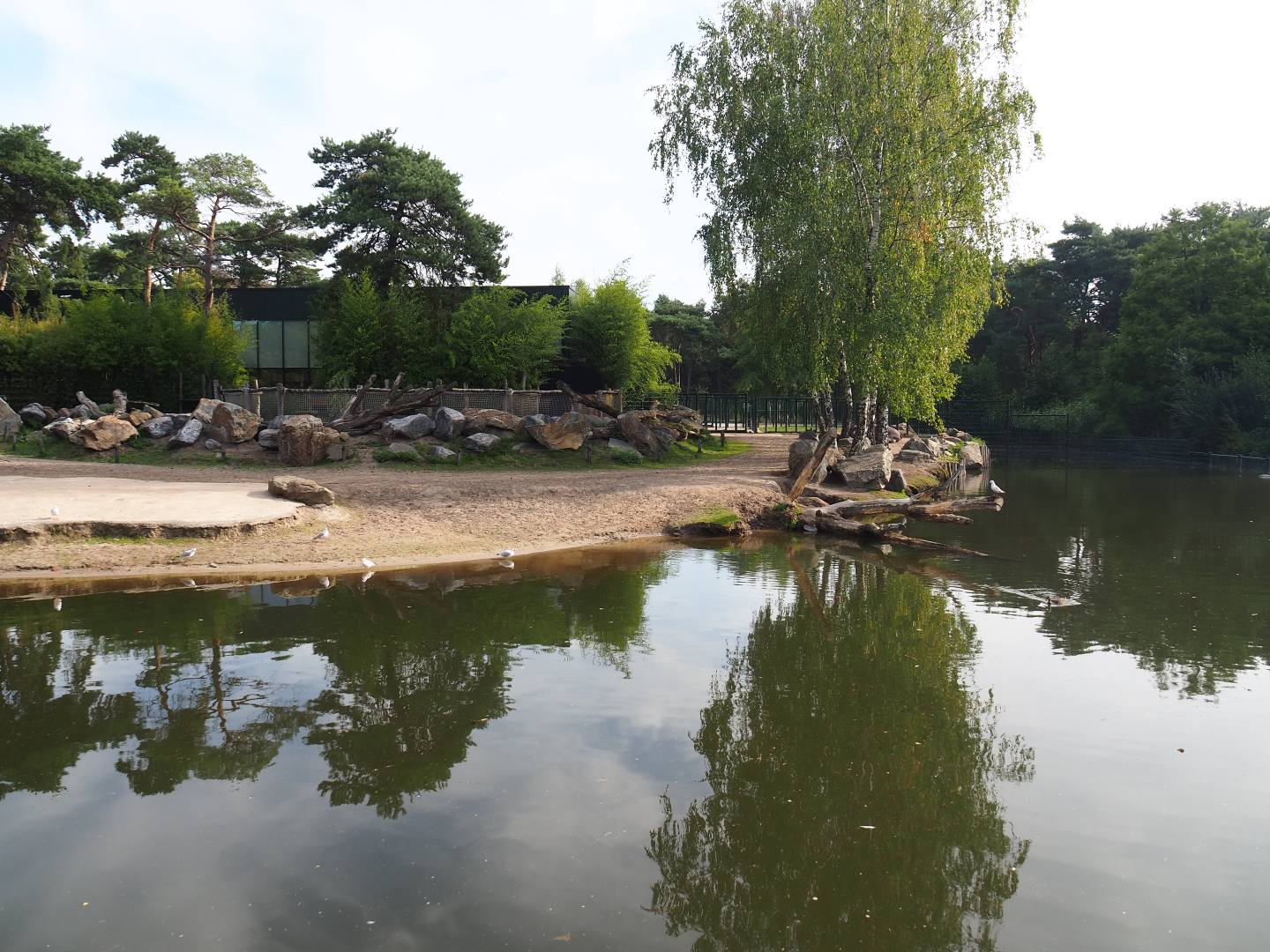 Hippopotamus, Nile lechwe and marabou exhibit, 2019-09-15