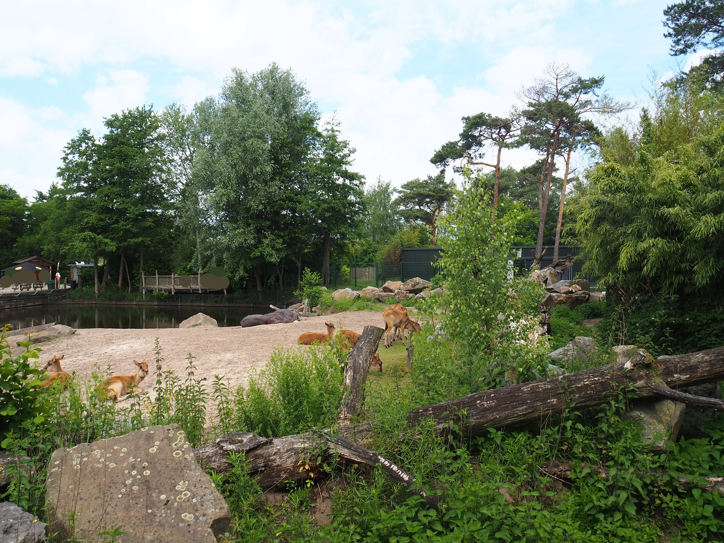 Hippopotamus, Nile lechwe and Marabou exhibit, 2022-06-12