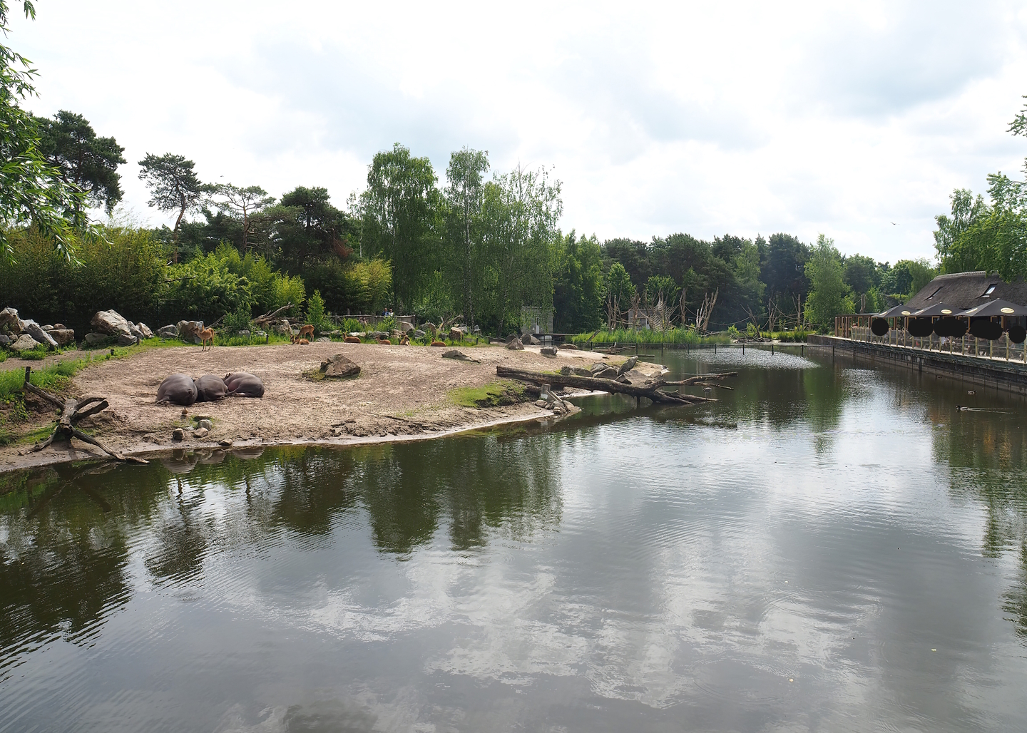 Hippopotamus, Nile lechwe and Marabou exhibit, 2022-06-12