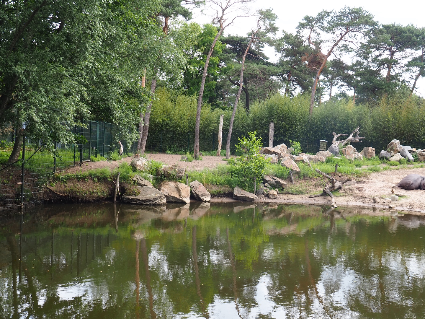 Hippopotamus, Nile lechwe and Marabou exhibit - Nile lechwe and marabou separation area not accessible to hippos, 2022-06-12