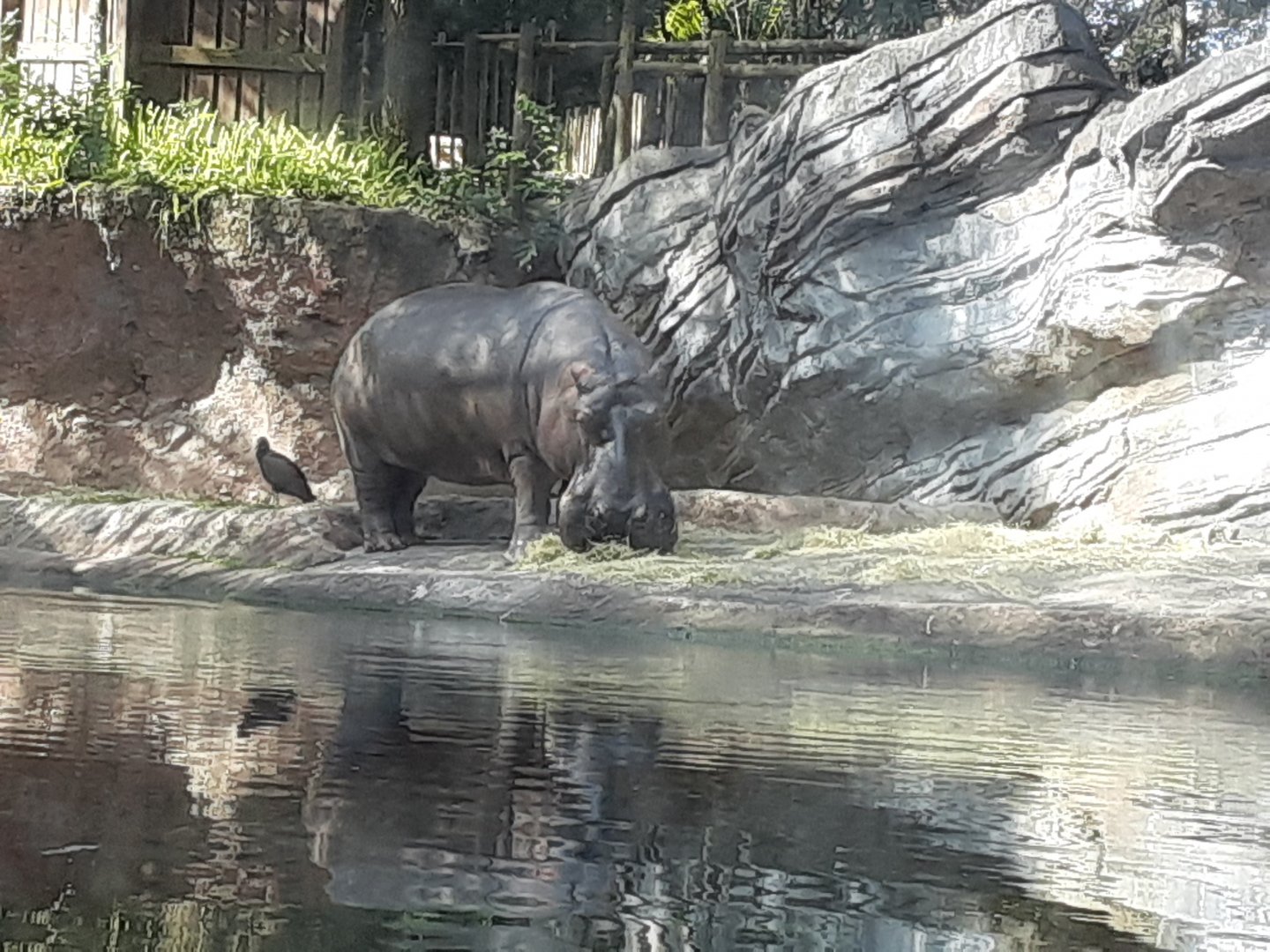 Hippopotamus on Gorilla Falls Exploration Trail