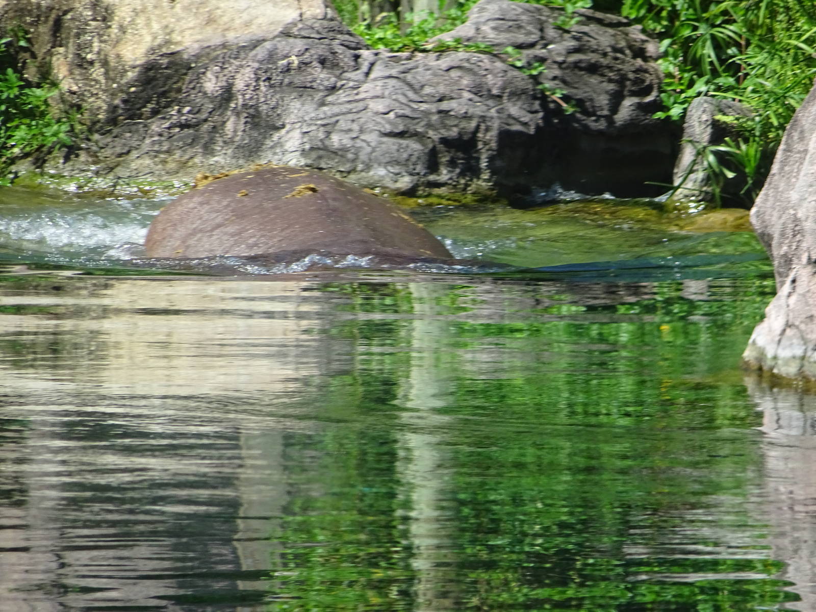 Hippopotamus (or at least the back-end of one!) at Busch Gardens Tampa