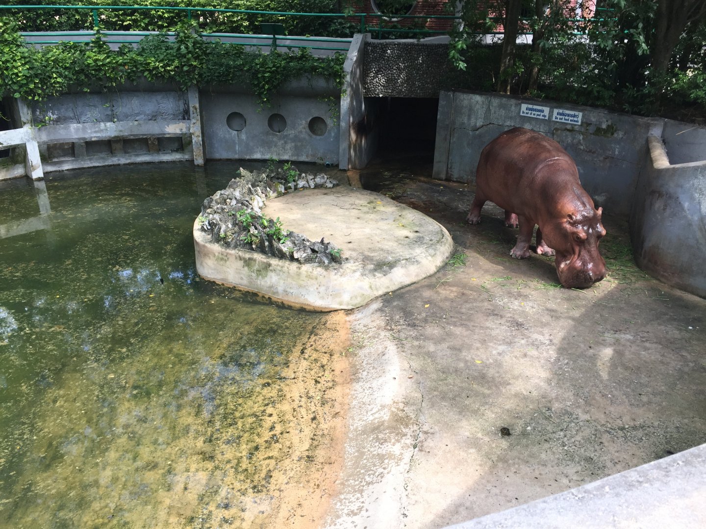 Hippopotamus & Outdoor Exhibit 1