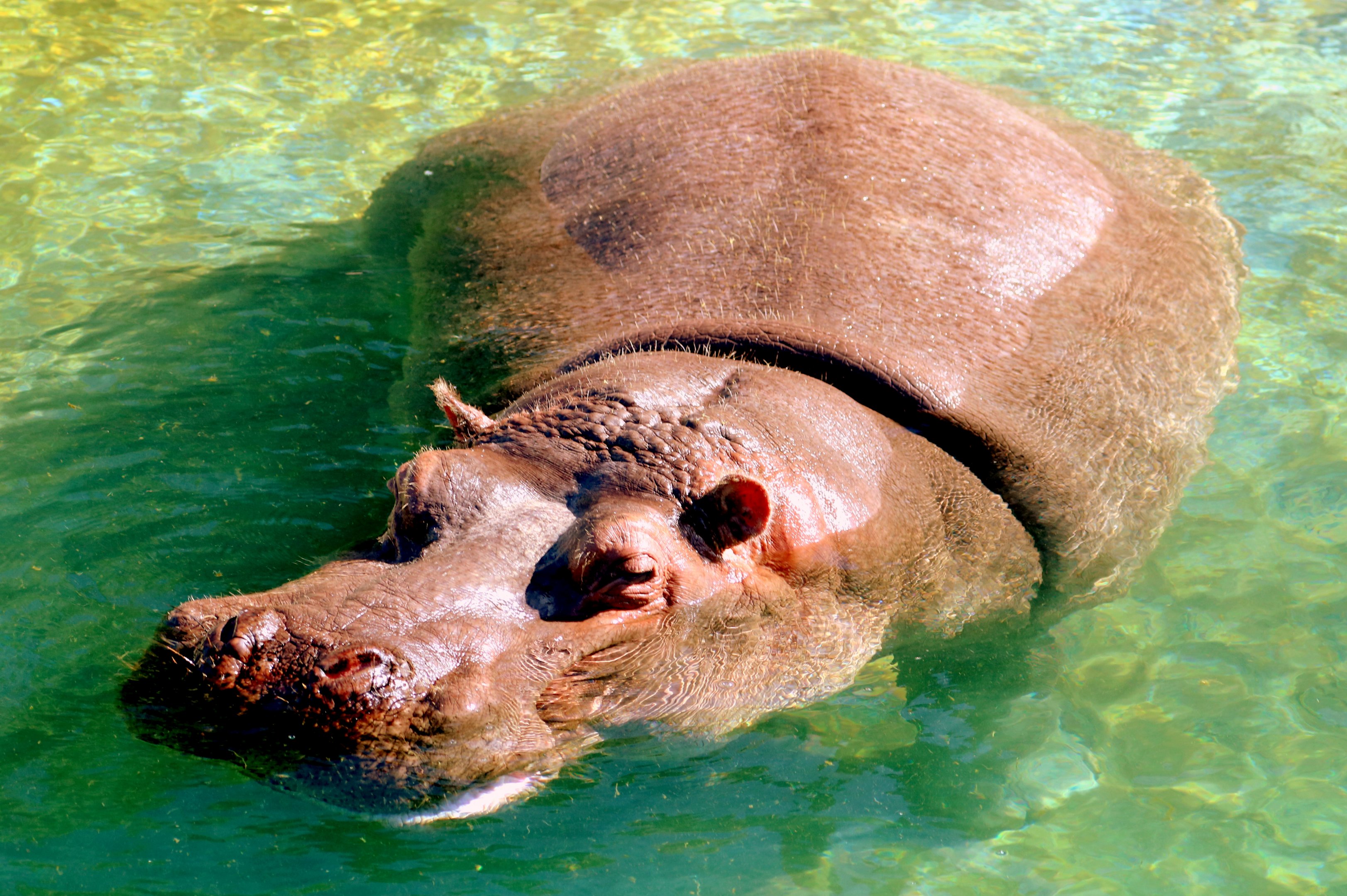 Hippopotamus; Pairi Daiza; 11th September 2018.JPG
