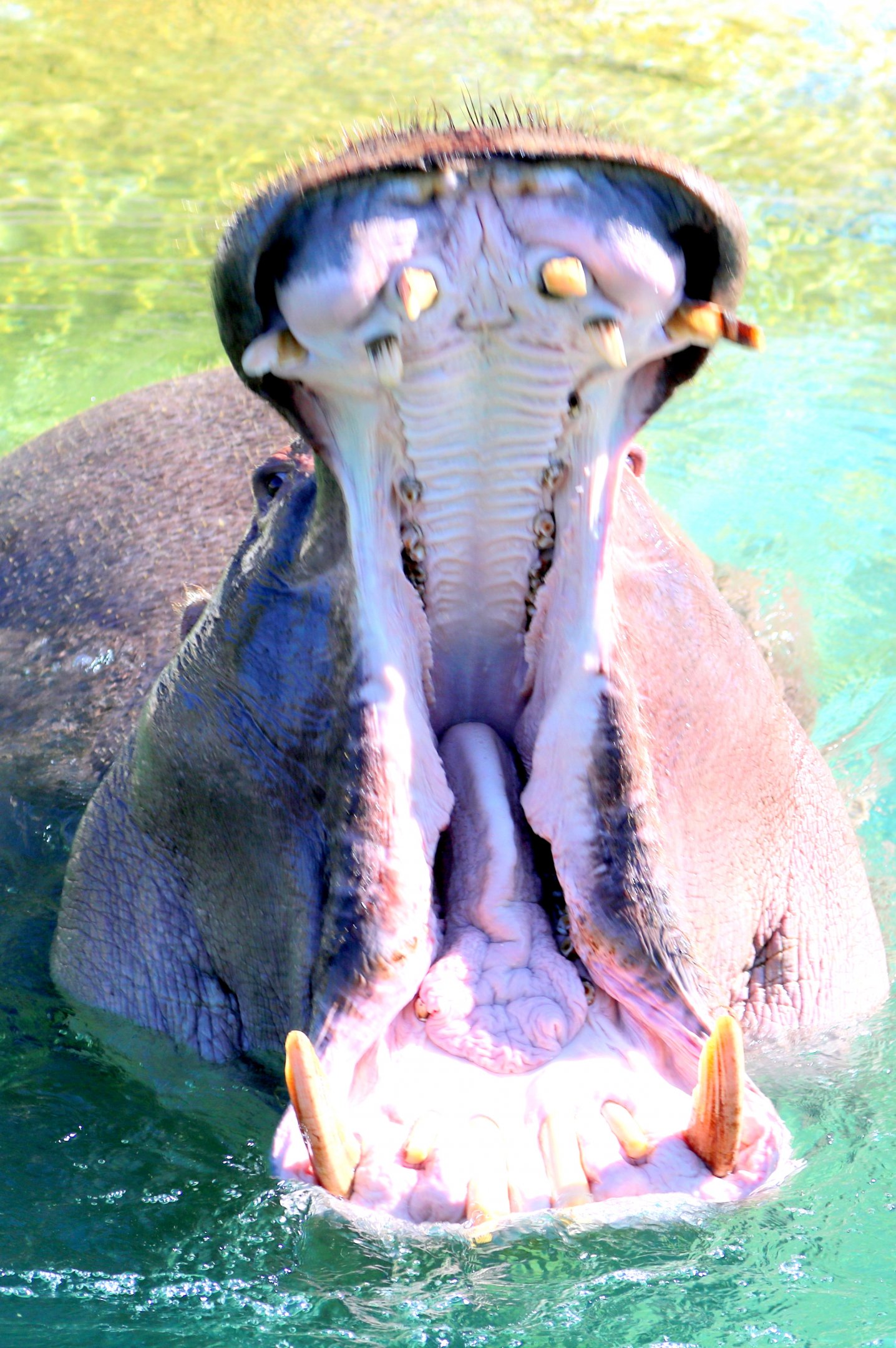 Hippopotamus; Pairi Daiza; 11th September 2018