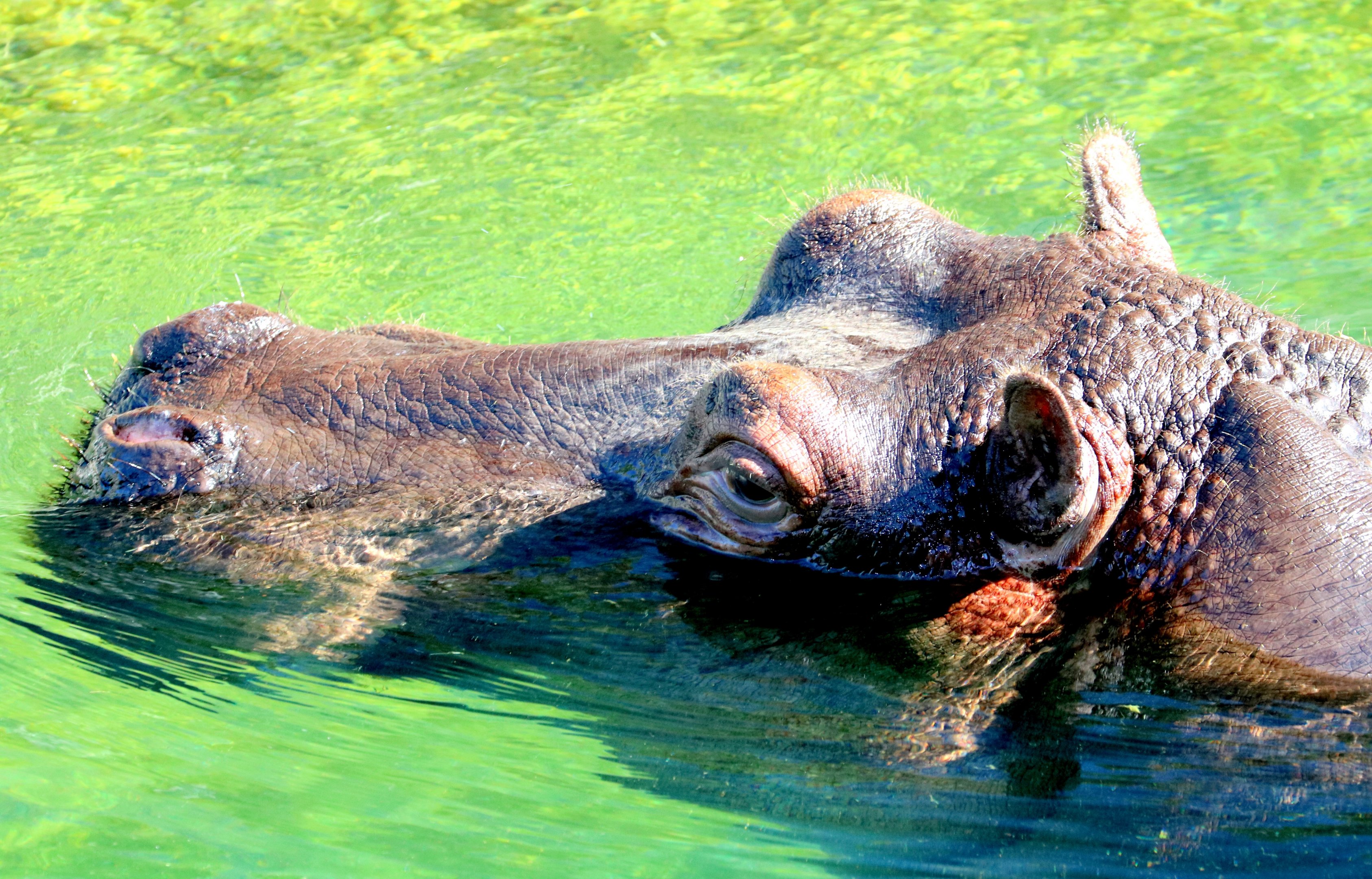 Hippopotamus; Pairi Daiza; 11th September 2018