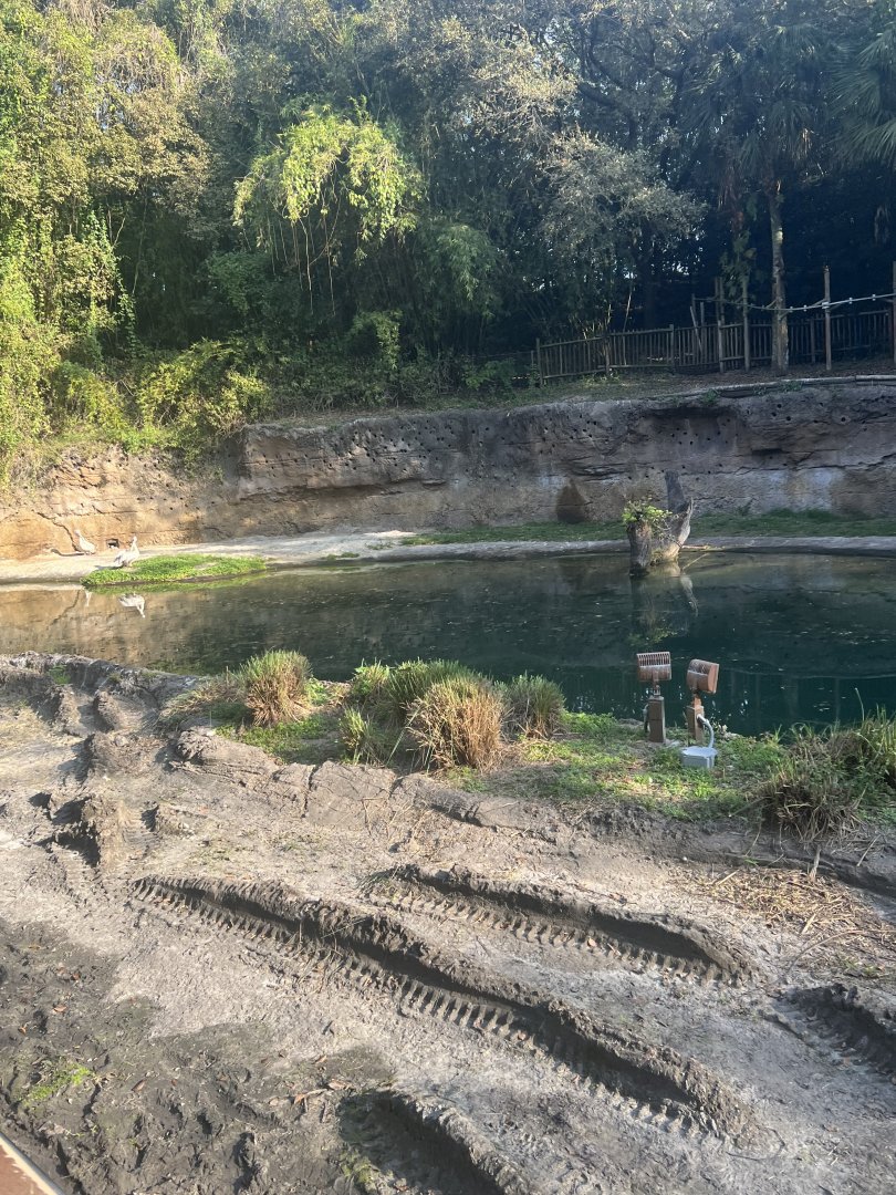 Hippopotamus/Pink-Backed Pelican Exhibit 1