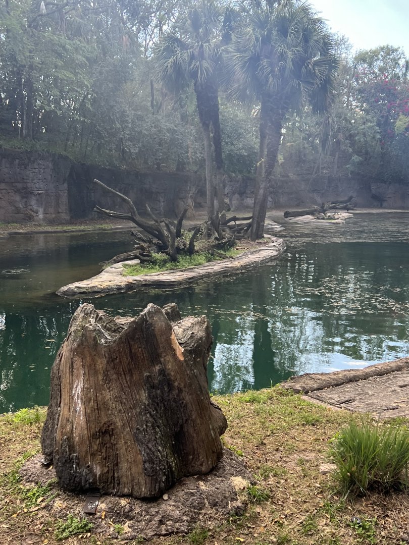 Hippopotamus/Pink-Backed Pelican Exhibit 2