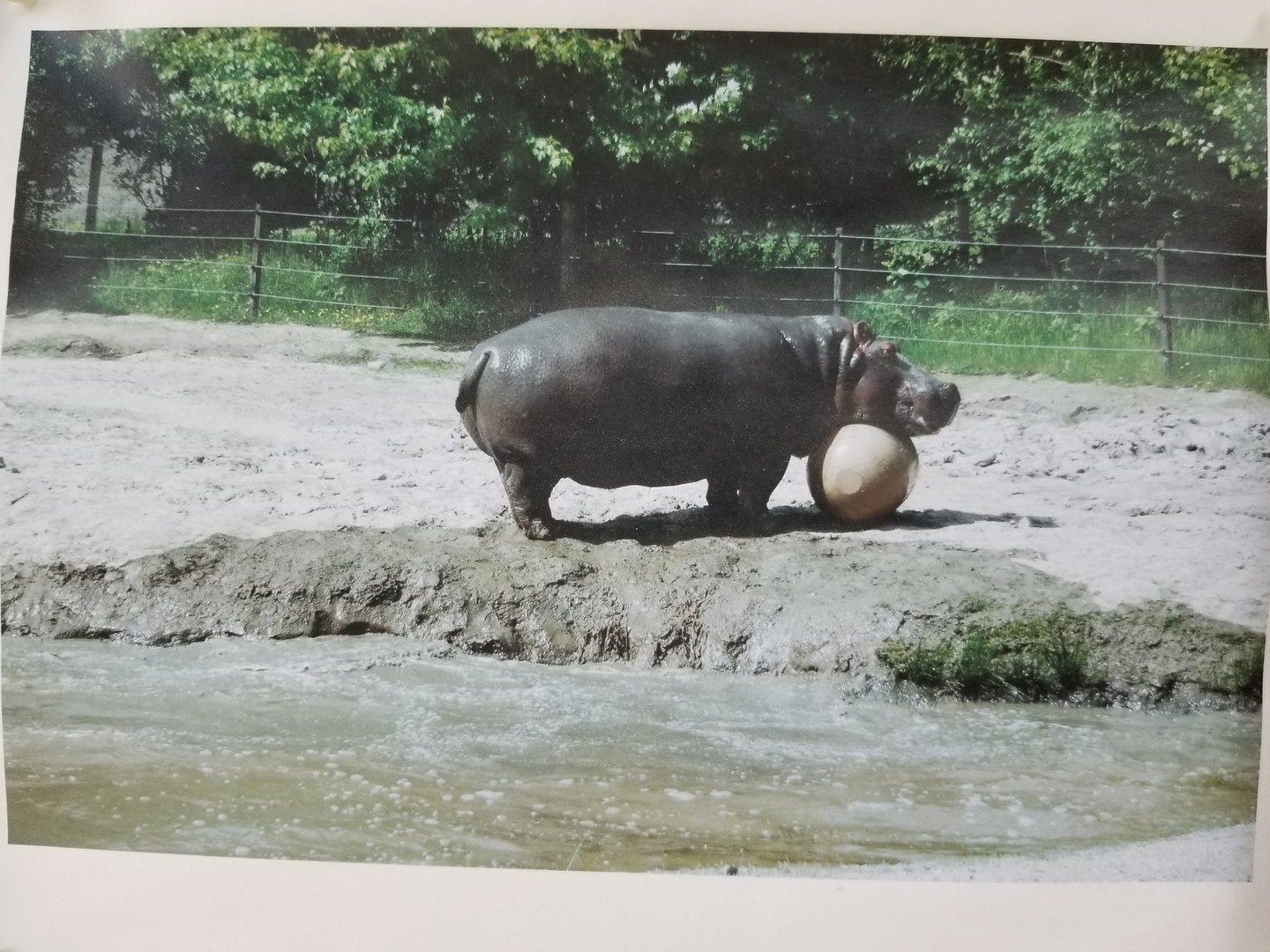 Hippopotamus playtime