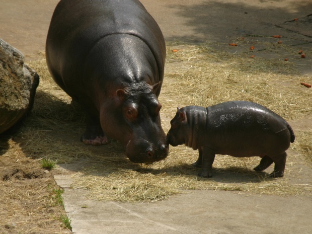 Hippopotamus @ Prague zoo