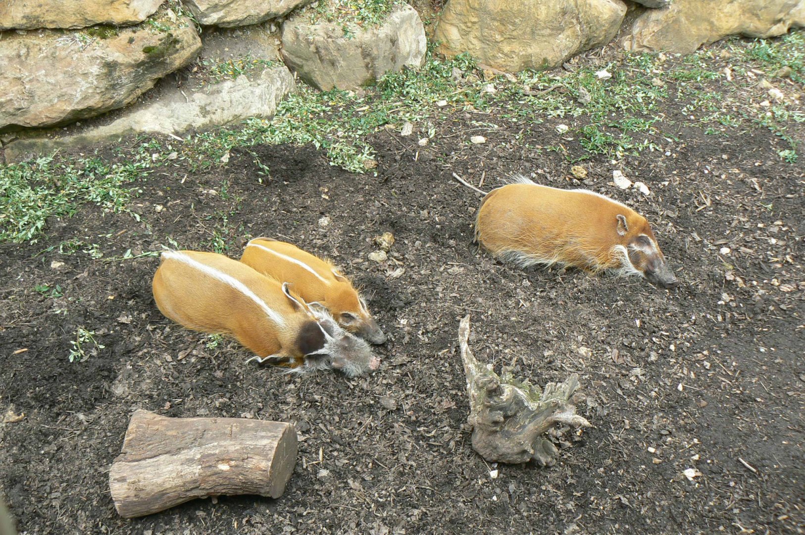 Hippopotamus reserve - red river hogs
