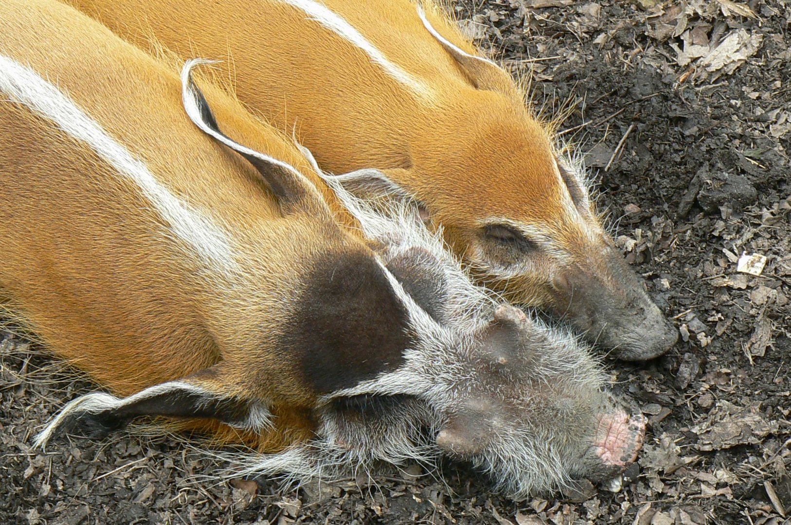 Hippopotamus reserve - red river hogs