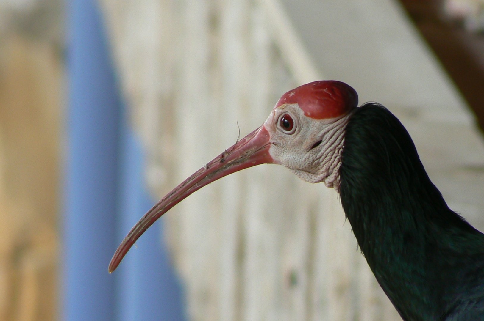 Hippopotamus reserve - southern bald ibis