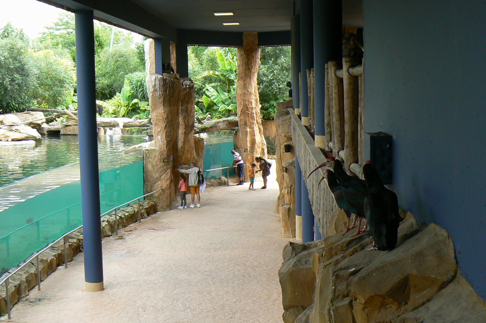 Hippopotamus reserve - spot the southern bald ibis