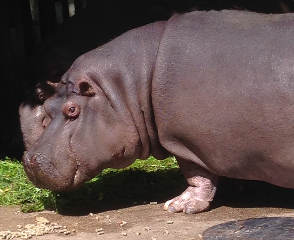 Hippopotamus - Riga Zoo 2015