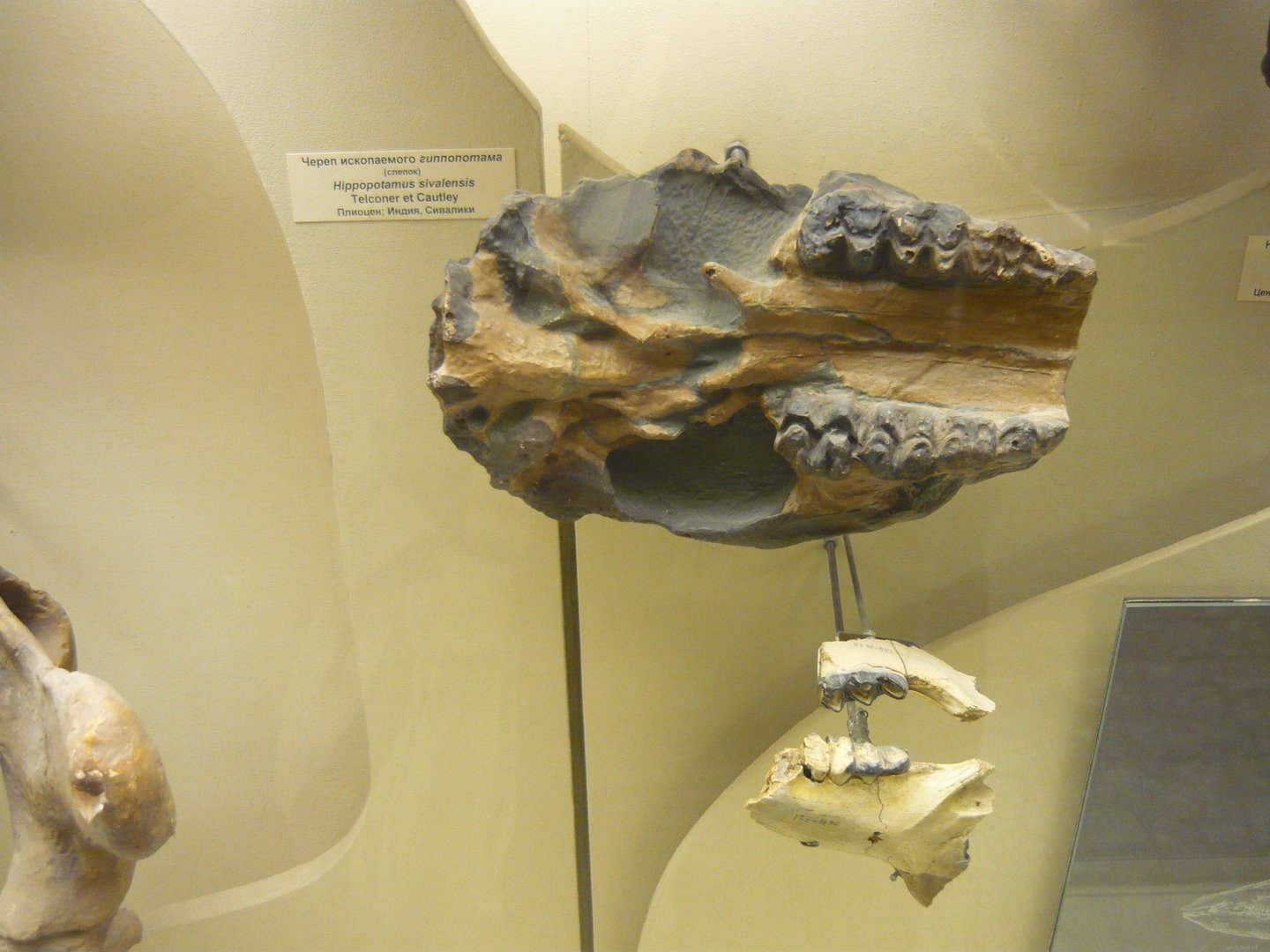 Hippopotamus sivalensis skull (cast)