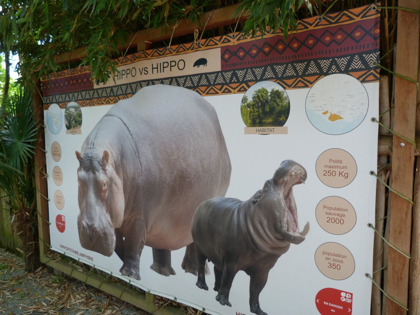 Hippopotamus size difference sign -Zoo d'Asson (2025)