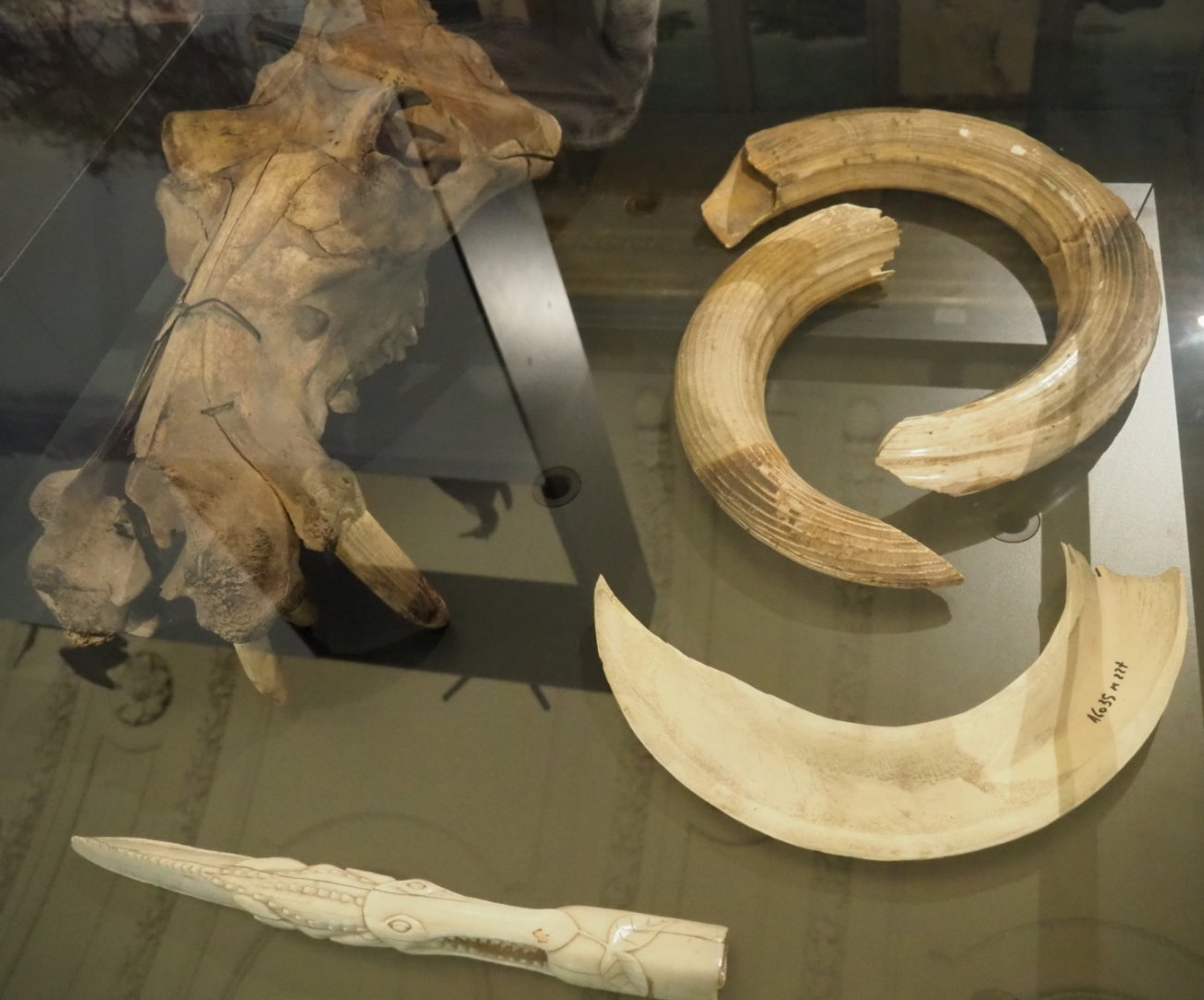 Hippopotamus skull, hippopotamus teeth and carved hippopotamus ivory, 2021-10-20