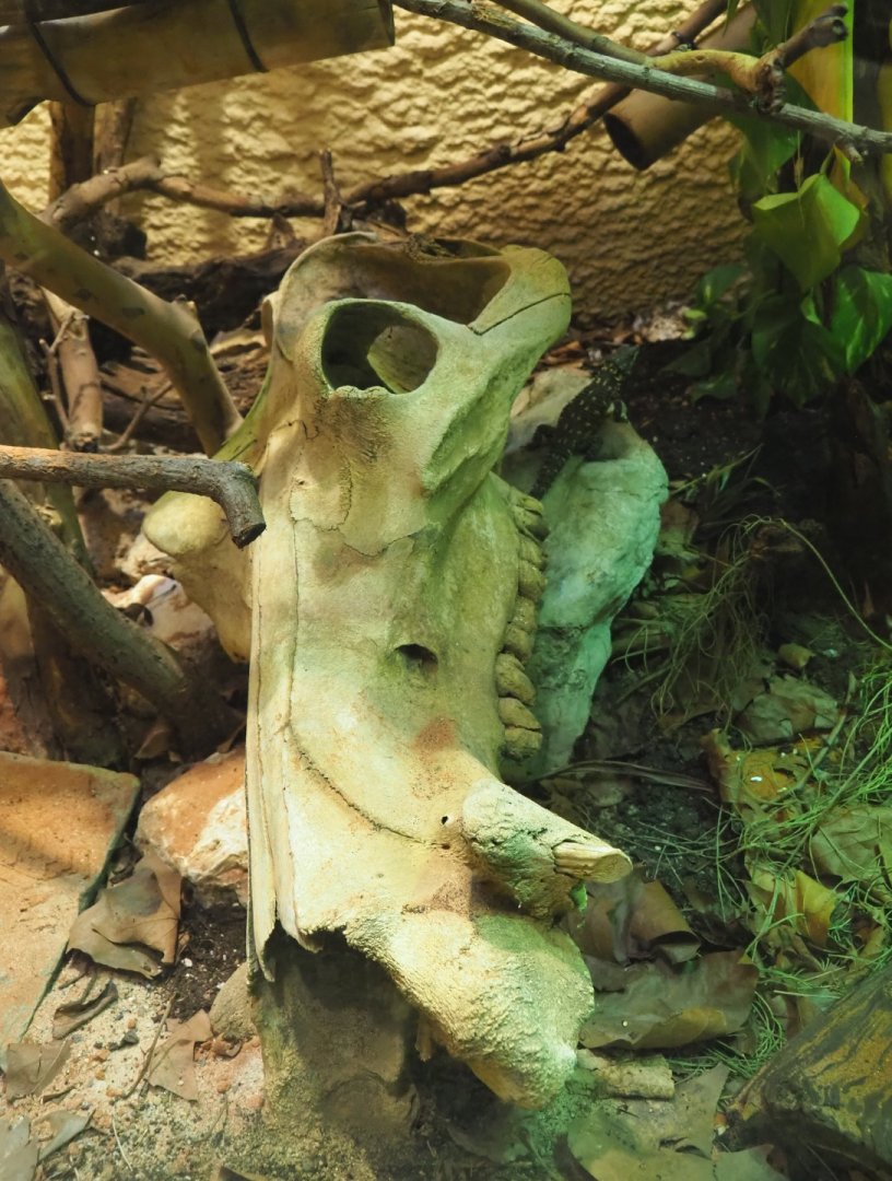 Hippopotamus skull in a terrarium, 2020-09-20