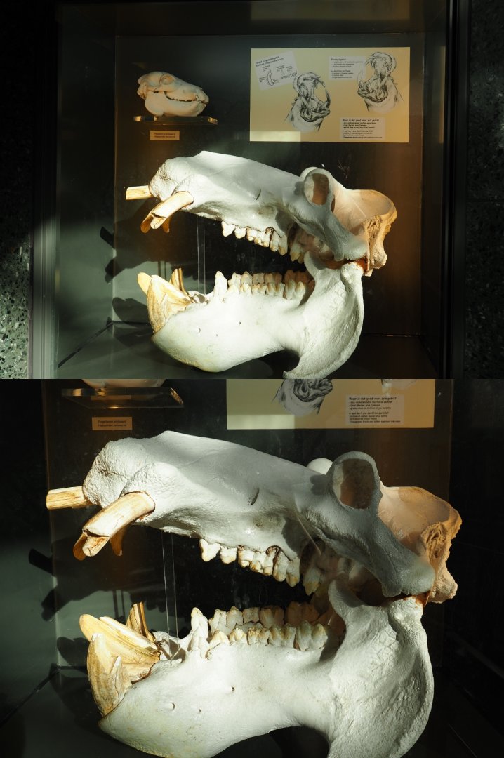 Hippopotamus skulls display in the hippopotamus house (Feb 27th, 2019)