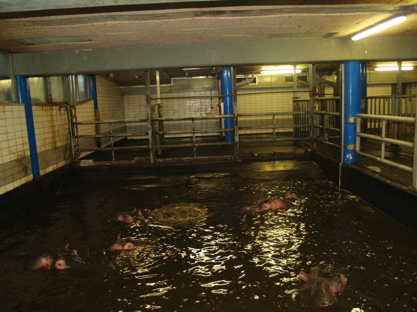 Hippopotamus stable, 2008-03-01