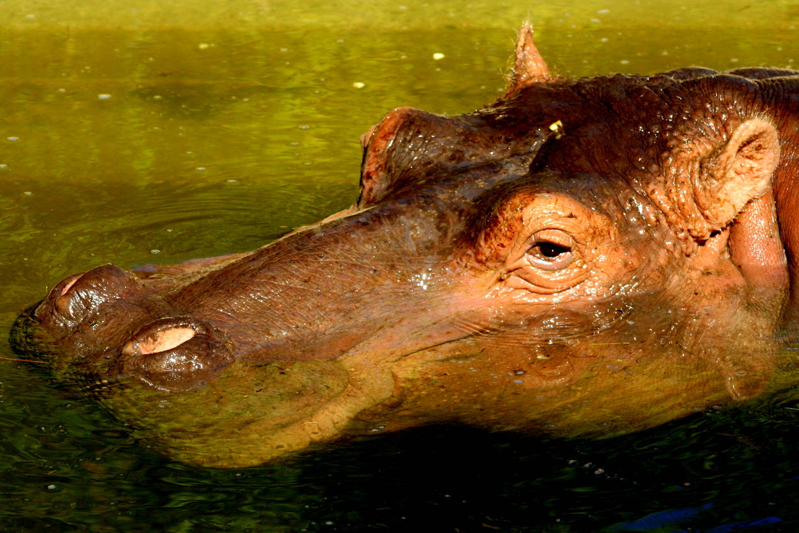 Hippopotamus; Stuttgart; 10th September 2015