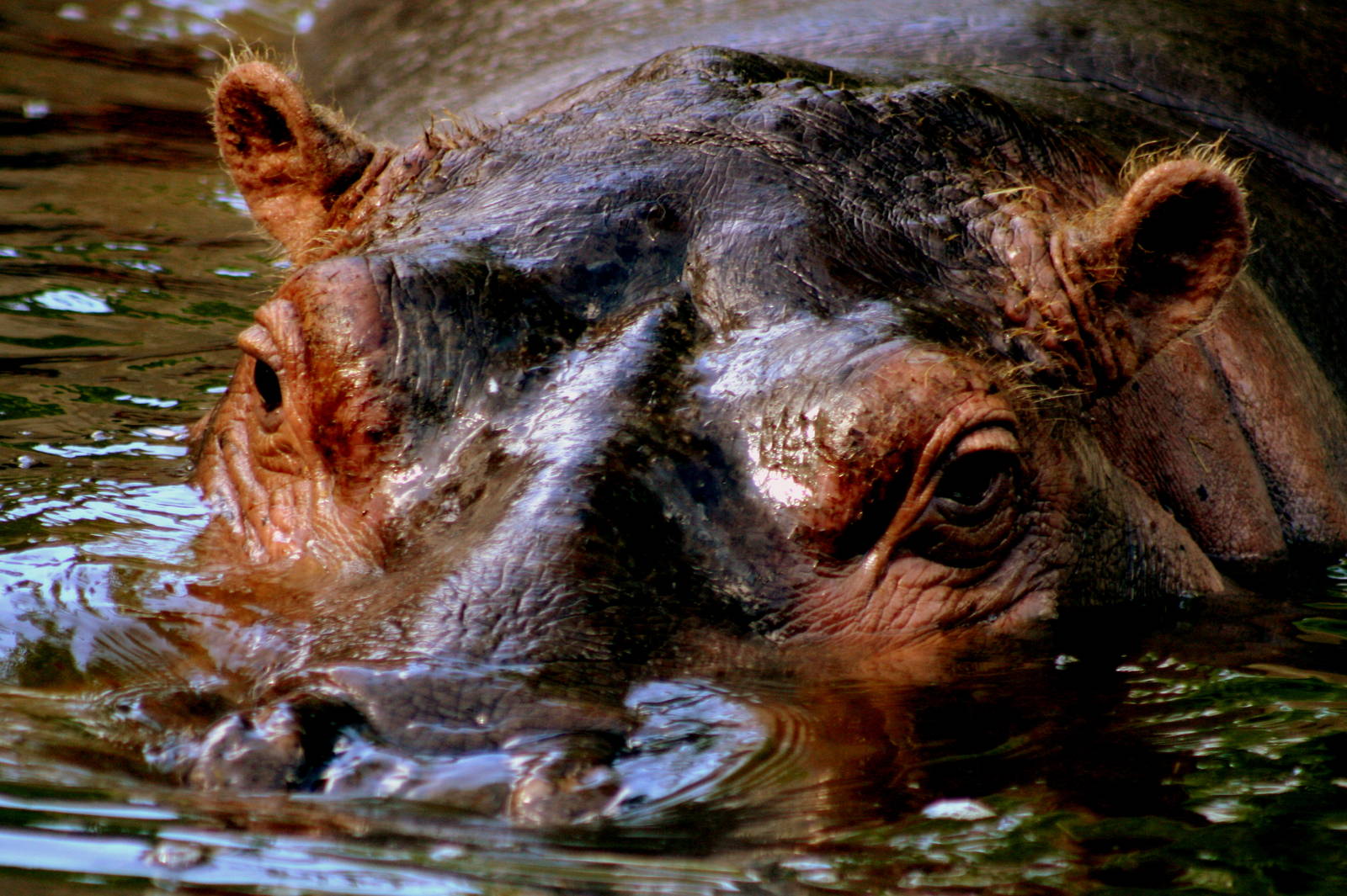 Hippopotamus, Stuttgart; 5th September 2015