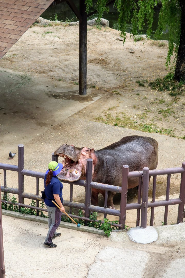 Hippopotamus training
