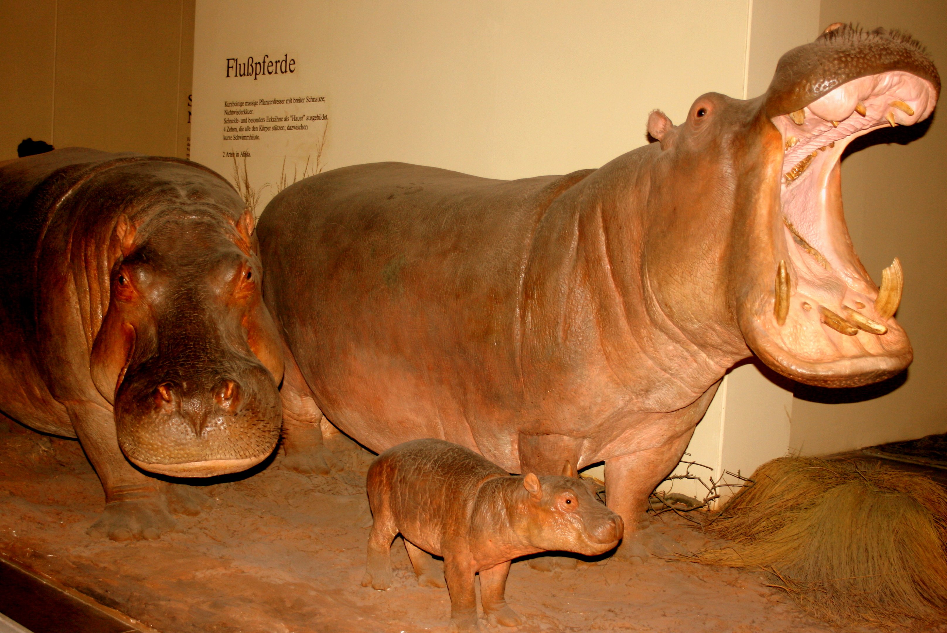 Hippopotamus trio; Berlin Zoology Museum; 10th September 2011