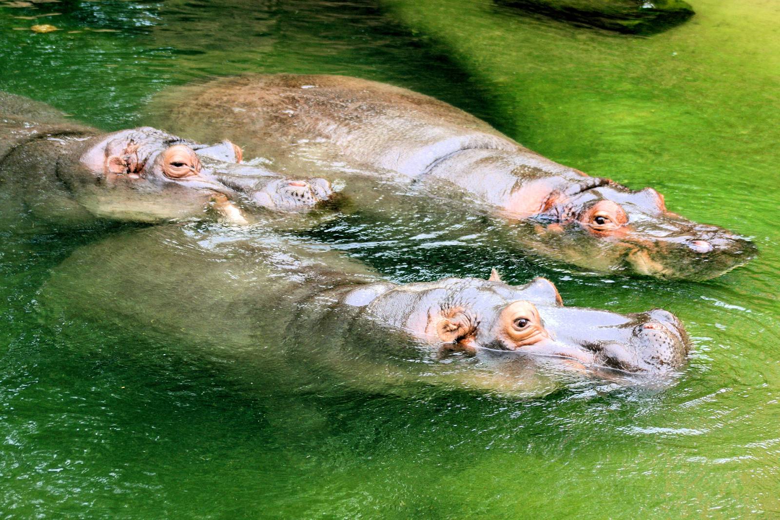 Hippopotamus trio; Hannover; 25th June 2013