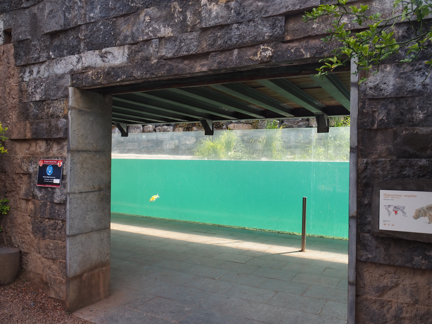 Hippopotamus underwater viewing area, 2020-09-02