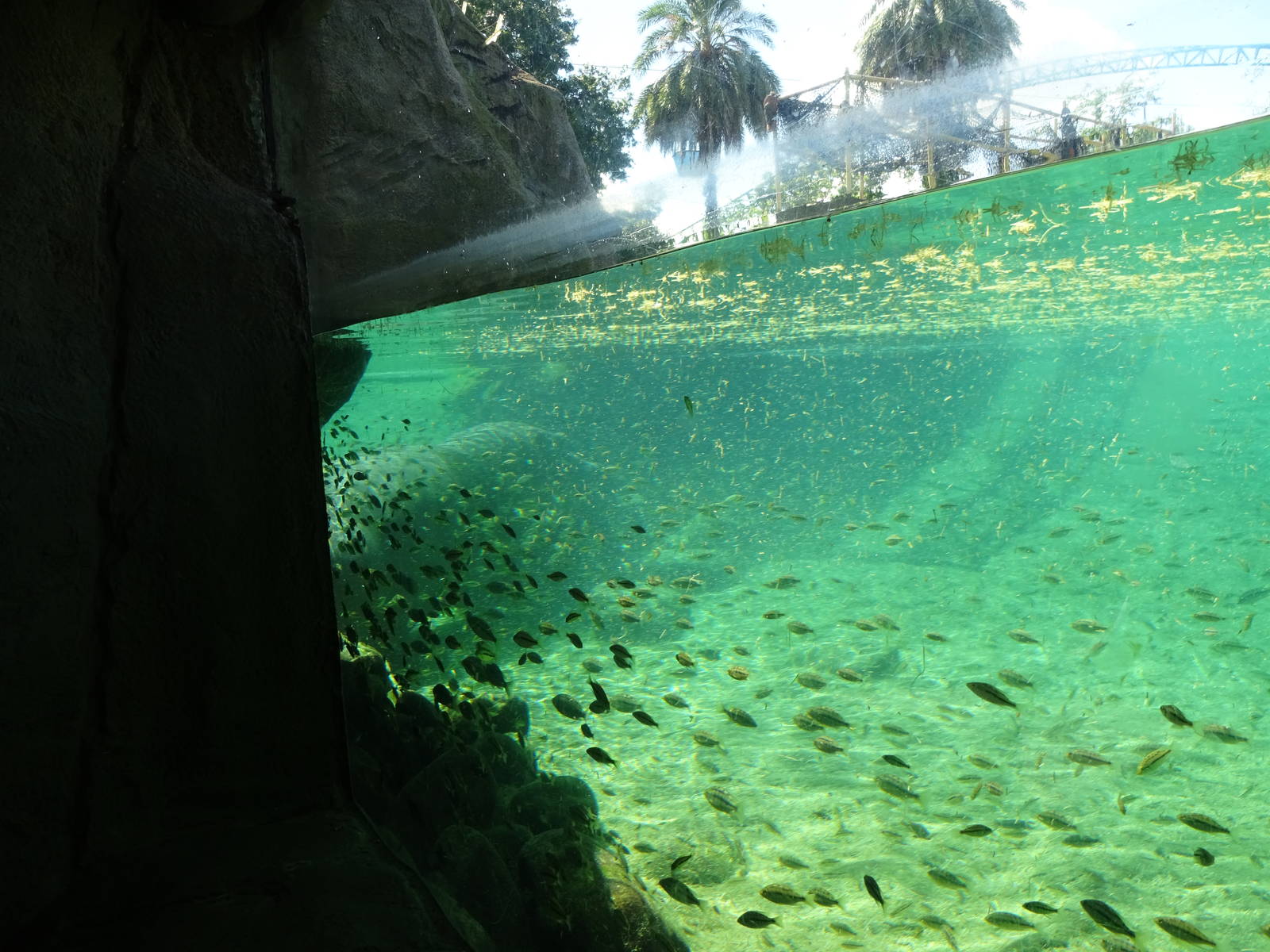 Hippopotamus Underwater Viewing at Busch Gardens Tampa