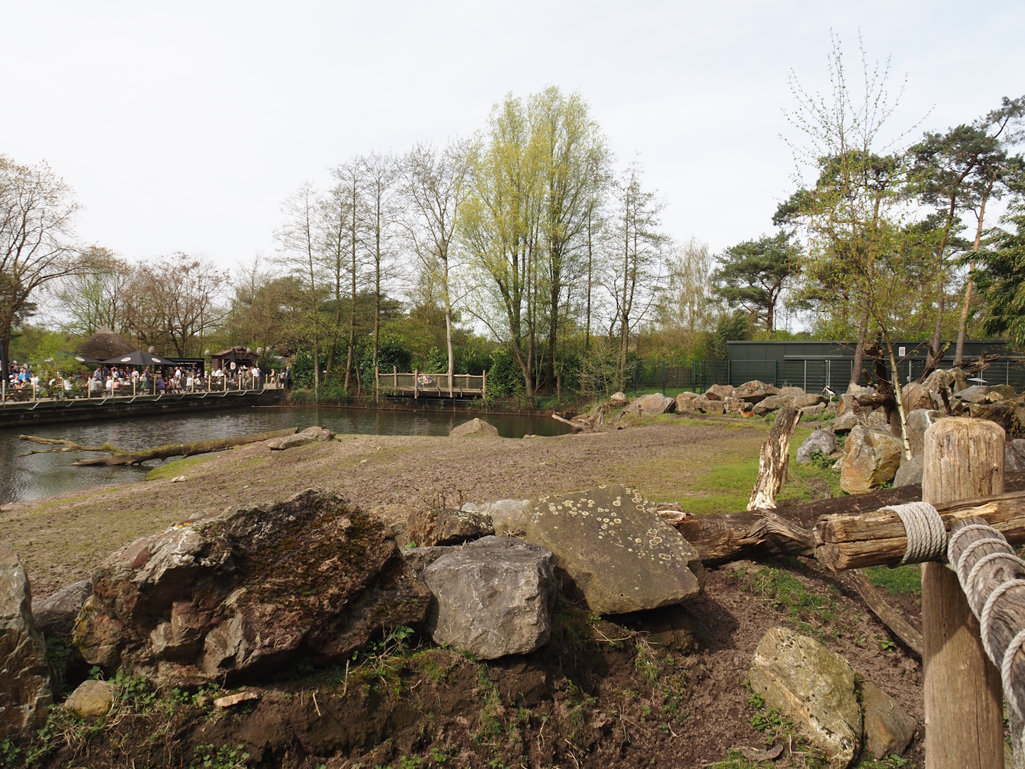 Hippopotamus, Western sitatunga and Marabu exhibit, 2024-04-06