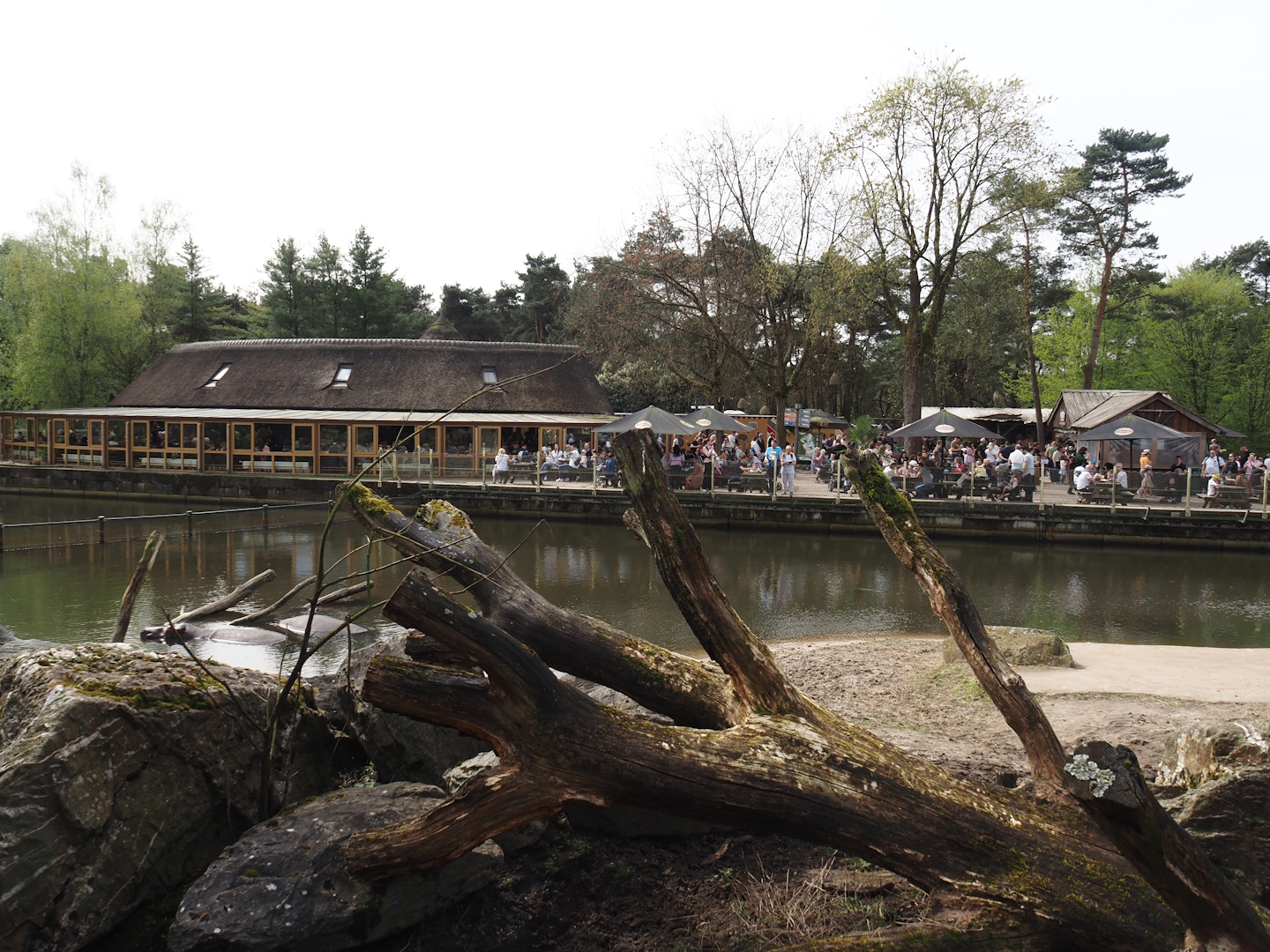 Hippopotamus, Western sitatunga and Marabu exhibit, 2024-04-06