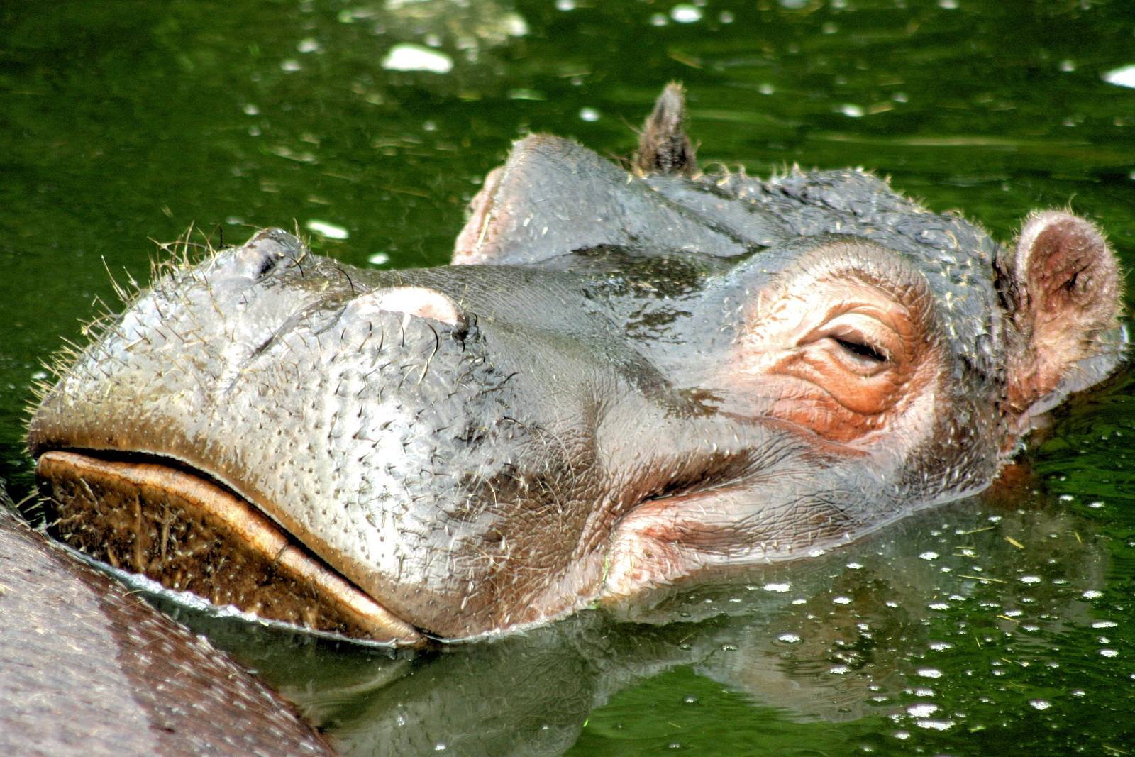 Hippopotamus; Whipsnade; 11th June 2016